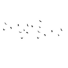 flock of birds