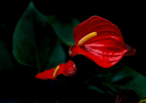 Closeup Red laceleaf tropical flowers, dark image still life