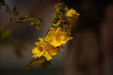 Apricot Blossom are in Ho Chi Minh city, Vietnam