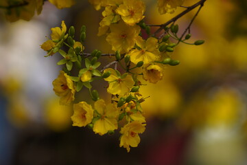 Apricot Blossom are in Ho Chi Minh city, Vietnam