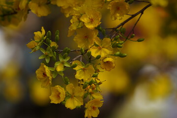 Apricot Blossom are in Ho Chi Minh city, Vietnam