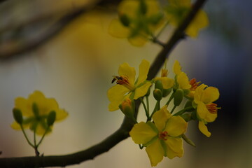 Apricot Blossom are in Ho Chi Minh city, Vietnam