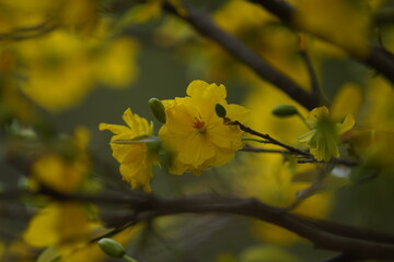 Apricot Blossom are in Ho Chi Minh city, Vietnam