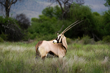 Gemsbok (oryx) in Camdeboo national park,South Africa