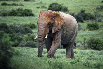Male elephant bull, striding across the hills of Addo National Park, South Africa