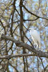 Little egret bird standing on a tree
