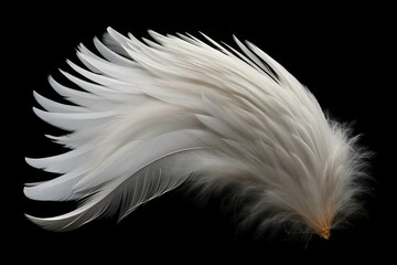 Cockatoo feather with fine hairs arranged in helical fashion