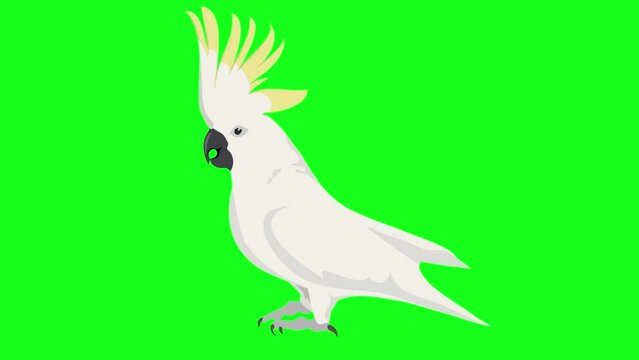 Animated parrot, loop, concept idea or example of simple vector cartoon fun videos on green screen isolated background