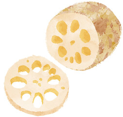 れんこん　野菜　イラスト © M