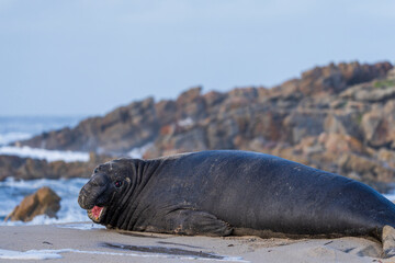 Rare sighting of a vagrant southern elephant seal (Mirounga leonina) on the Onrus beach near Hermanus, Whale Coast, Overberg, Western Cape, South Africa.