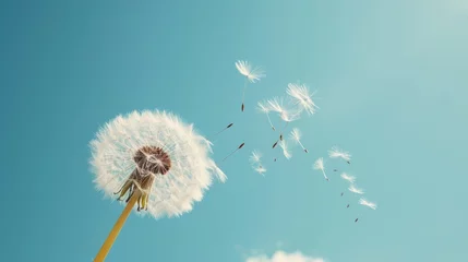 Fotobehang Dandelion with seeds against the blue sky. Nature background. © Moesy-TM