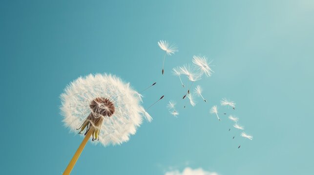 Dandelion with seeds against the blue sky. Nature background.