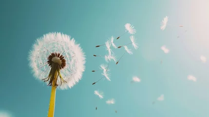 Foto op Plexiglas Dandelion with seeds against the blue sky. Nature background. © Moesy-TM