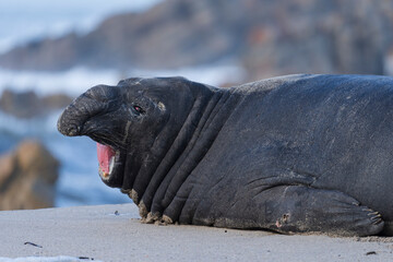 Rare sighting of a vagrant southern elephant seal (Mirounga leonina) on the Onrus beach near Hermanus, Whale Coast, Overberg, Western Cape, South Africa.