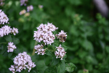 A fly sits on pink oregano flowers. The back leafy background is blurred