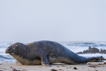 Rare sighting of a vagrant southern elephant seal (Mirounga leonina) on the Onrus beach near...
