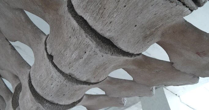 Huge skeleton of blue whale. Real whale bones. Balaenoptera musculus