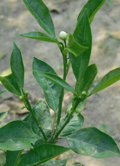 Fototapeta premium A small orange tree has orange blossoms