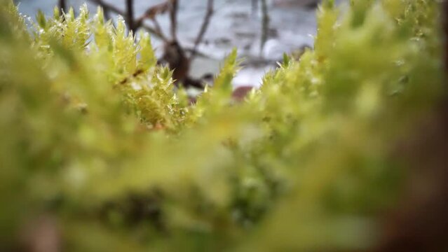 Green moss in macro in the winter