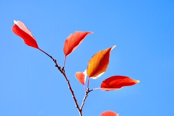 Colorful apricot tree leaves on a blue sky background in close-up. Autumn-October.