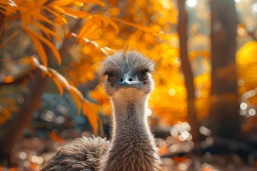 Gordijnen ostrich in zoo © paul