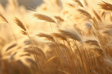 Feathery tips of a golden wheat field swaying gently in the wind - obrazy, fototapety, plakaty