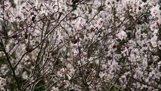 Flowers on almond tree. Blooming almond. Crown of the tree sways. Prunus dulcis shrub or small tree from subgenus Almond (Amygdalus). Rovinj, Croatia - February 23, 2024
