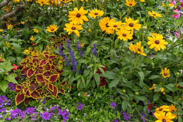 Obraz premium Flower bed with Coleus with red and yellow variegated leaves, blooming black-eyed-susan (Rudbeckia), cup sage (Salvia farinacea) with purple spike flowers and other plants in summer, France