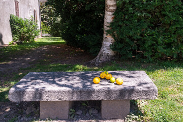 A stone bench with lemons in a garden with a hedge and a tre in the background in summer, France