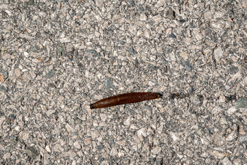 A slug (Limacidae), terrestrial pulmonate gastropod molluscs, on a concrete pavement