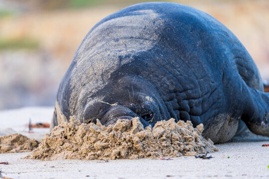 Rare sighting of a vagrant southern elephant seal (Mirounga leonina) on the Onrus beach near Hermanus, Whale Coast, Overberg, Western Cape, South Africa.