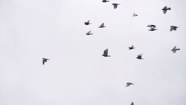 Large Pigeon Flock in the Sky. Many birds on background cloudy sky. Slow Motion at a rate of 240 fps