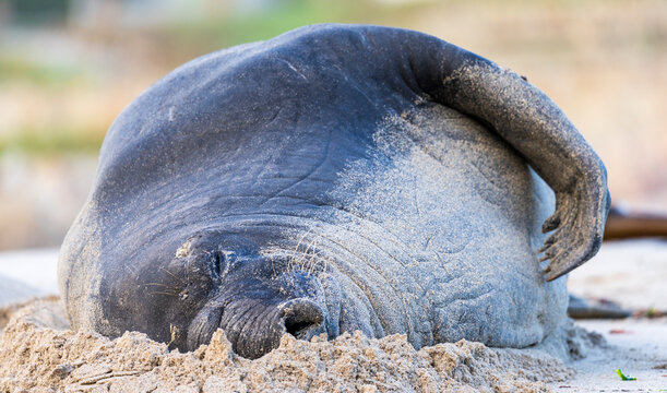 Rare sighting of a vagrant southern elephant seal (Mirounga leonina) on the Onrus beach near Hermanus, Whale Coast, Overberg, Western Cape, South Africa.