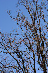 English oak branches in winter