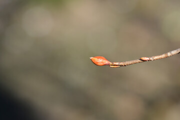 Chinese winter hazel branch with bud