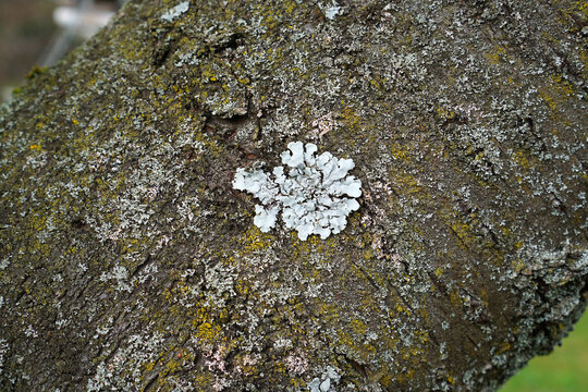 close-up of a tree lichen called Parmelia sulcata