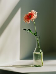 Single Flower in a Vase with a Plain Background