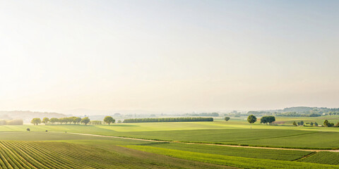 Morning Landscape with Fields and Blue Sky, Featuring Green Grass, Trees, and Clouds on a Sunny Day