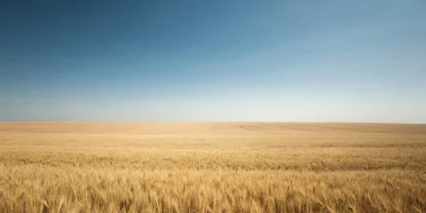 Foto op Plexiglas Golden wheat field under a blue sky in the countryside landscape © Uncle-Ice