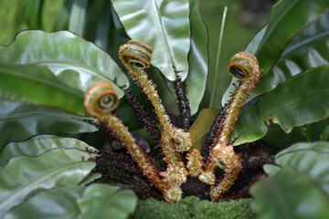 エラフォグロスム・デコラツム