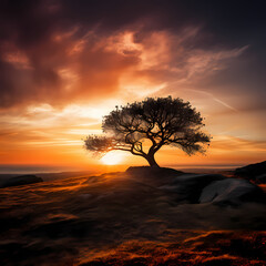 Fototapeta na wymiar A lone tree on a hill silhouetted against the sunset