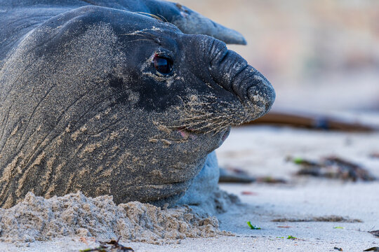 Rare sighting of a vagrant southern elephant seal (Mirounga leonina) on the Onrus beach near Hermanus, Whale Coast, Overberg, Western Cape, South Africa.