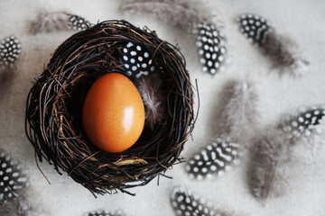 Egg in a nest next to feathers on a grey background
