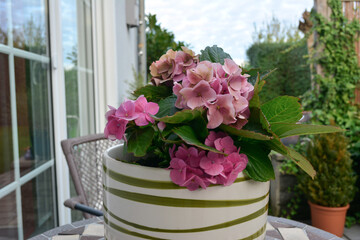 Pink hydrangea flowers and green leaves in a flower pot close-up on the terrace. The background is blurred