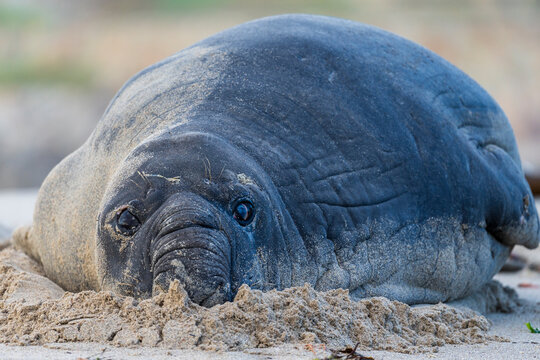 Rare sighting of a vagrant southern elephant seal (Mirounga leonina) on the Onrus beach near Hermanus, Whale Coast, Overberg, Western Cape, South Africa.