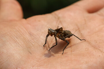 Select close focus A dragonfly pupa shell is placed on the hand for size comparison. strange shape Amazing and beautiful looks like an alien