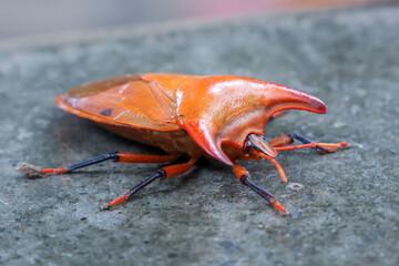 closeup Bull horn beetle, Amissus testaceus, Tessaratomidae ground. Shiny orange beetle with large, beautiful horns.