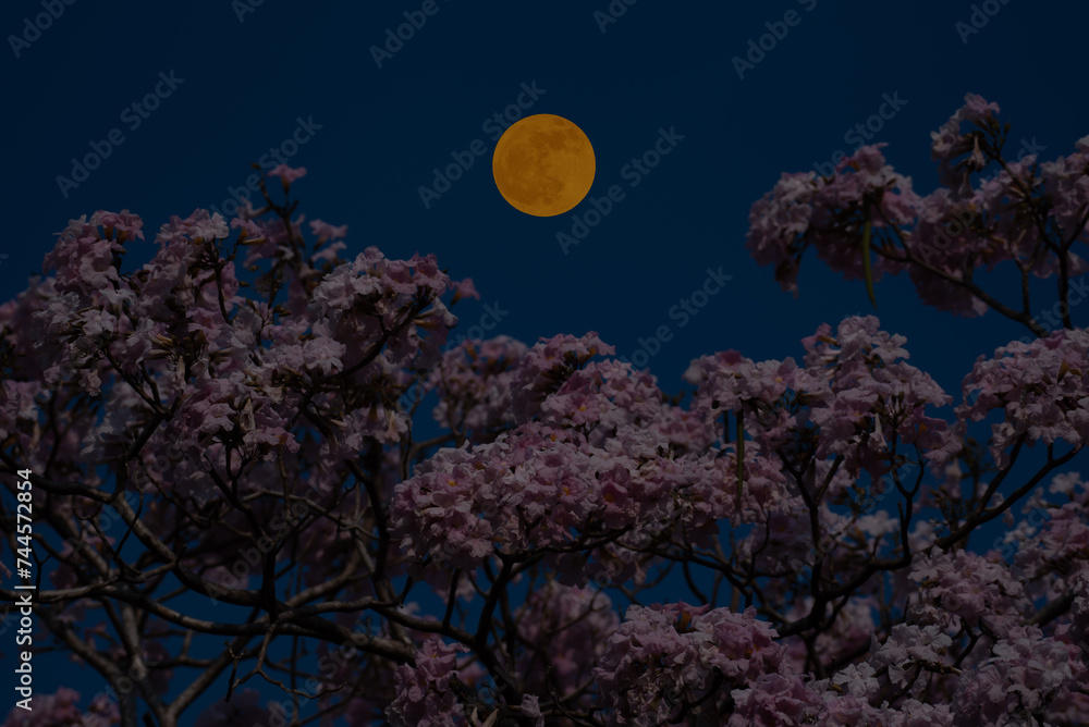 Wall mural flower tree branches with full moon on sky.