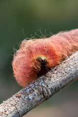 selective focus, large, fluffy, pink caterpillar Insects that look strange but are beautiful and cute. Caterpillars of moths in the forest are hard to find.
