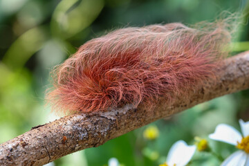 selective focus, large, fluffy, pink caterpillar Insects that look strange but are beautiful and cute. Caterpillars of moths in the forest are hard to find.